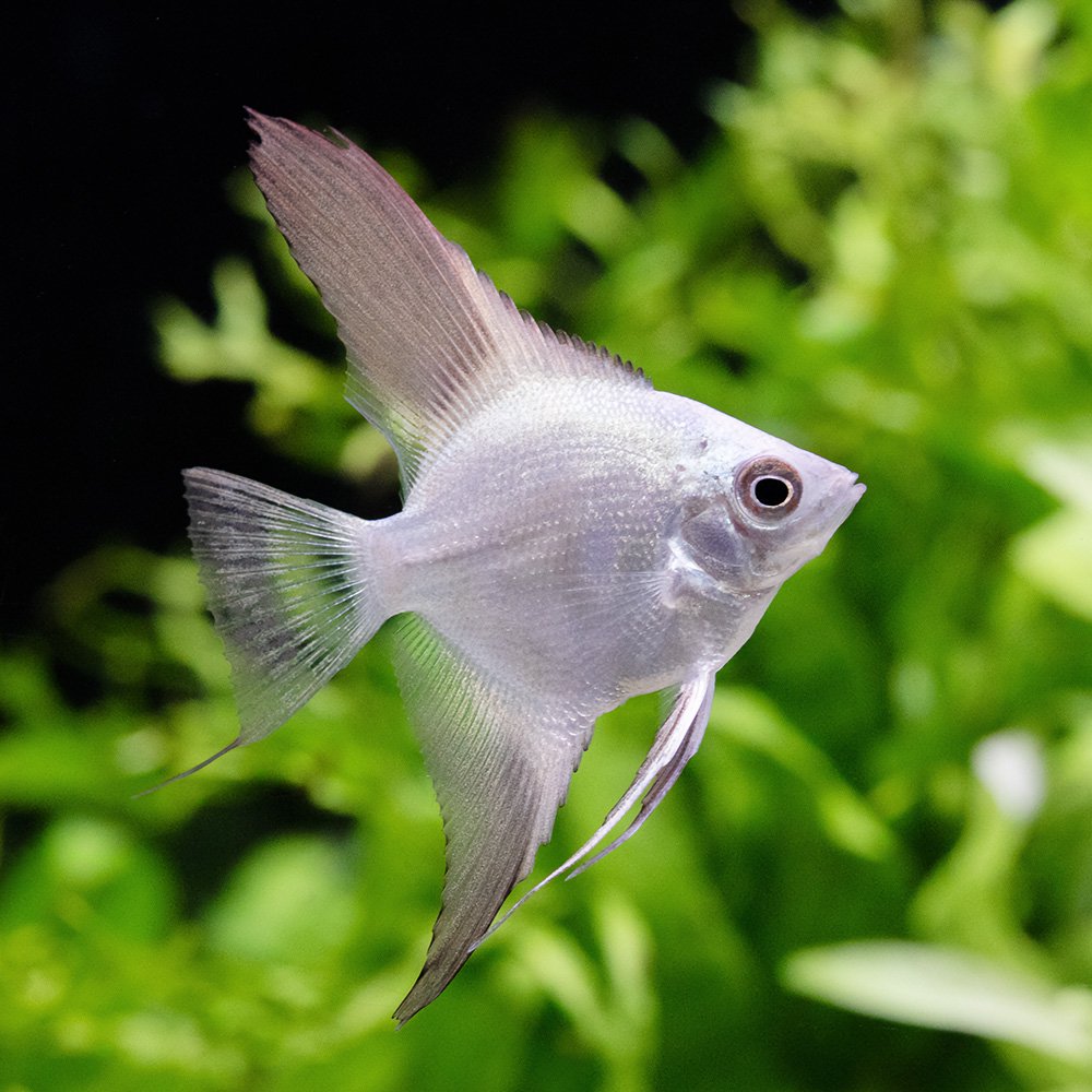 （熱帯魚）ブルガリアンシールポイント　エンゼルフィッシュ（国産ブリード）（３匹）　北海道・九州航空便要保温　ＣＲＣ13―30―30―00―00
