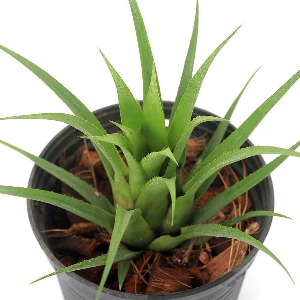 （観葉植物）エクメア　レクルバータ　（ｓｅｅｄ　ｆｒｏｍ　Ｅｌｏｉｓｅ　Ｂｅａｃｈ）　３．５号（１鉢）ブロメリア　ＣＲＣ15―30―20―22―00