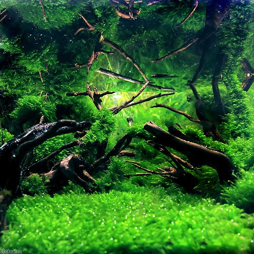 (水草)ウォーターフェザー(水中葉)(無農薬)(5カップ) 北海道航空便要保温 CRC12―18―90―10―00