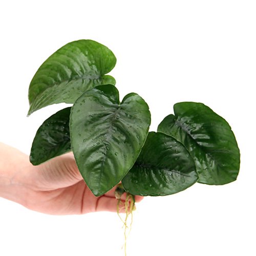 （水草）アヌビアス　バルテリー　バタフライ（約１８ｃｍー２５ｃｍ）（３株）　ＣＲＣ12―60―30―00―00