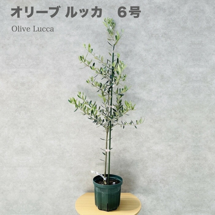 オリーブの木 ルッカ 6号鉢苗 鉢底から110cm程度 開帳型 観葉植物 屋外 鉢植え 室内 おしゃれな室内インテリア 結婚祝い 新築祝い 玄関 ベランダ プレゼント ギフト