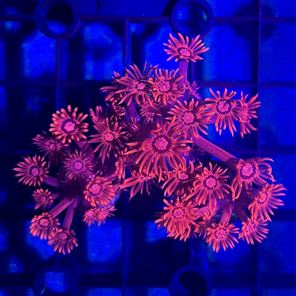 （サンゴ）ハナガササンゴ　レッド　プラグ付き（１個）　ｙ－４５　ＣＲＣ26―50―40―30―70