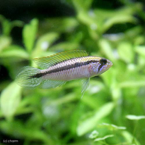 （熱帯魚）アピストグラマ・アガシジィ　アノリ（国産ブリード）（１ペア）　北海道・九州航空便要保温　ＣＲＣ13―28―16―00―00