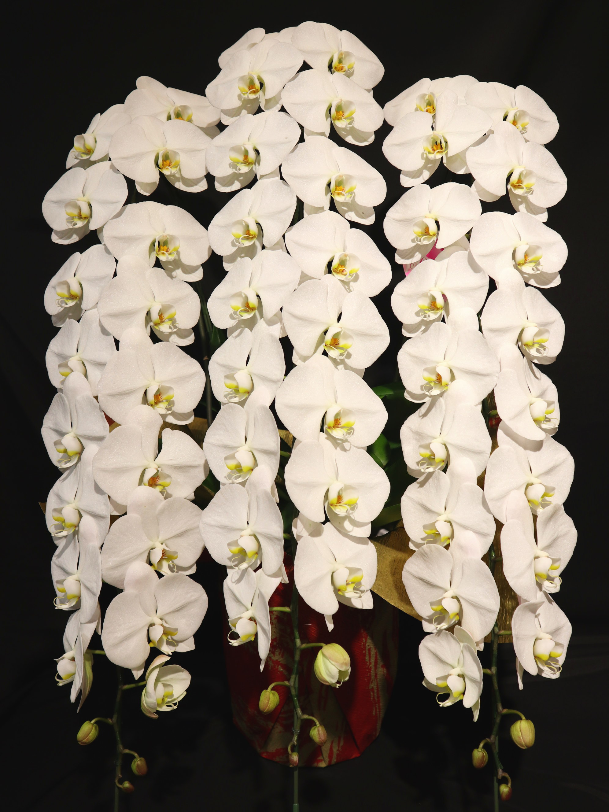 商品ID 7829 胡蝶蘭　白　３本立ち　生花