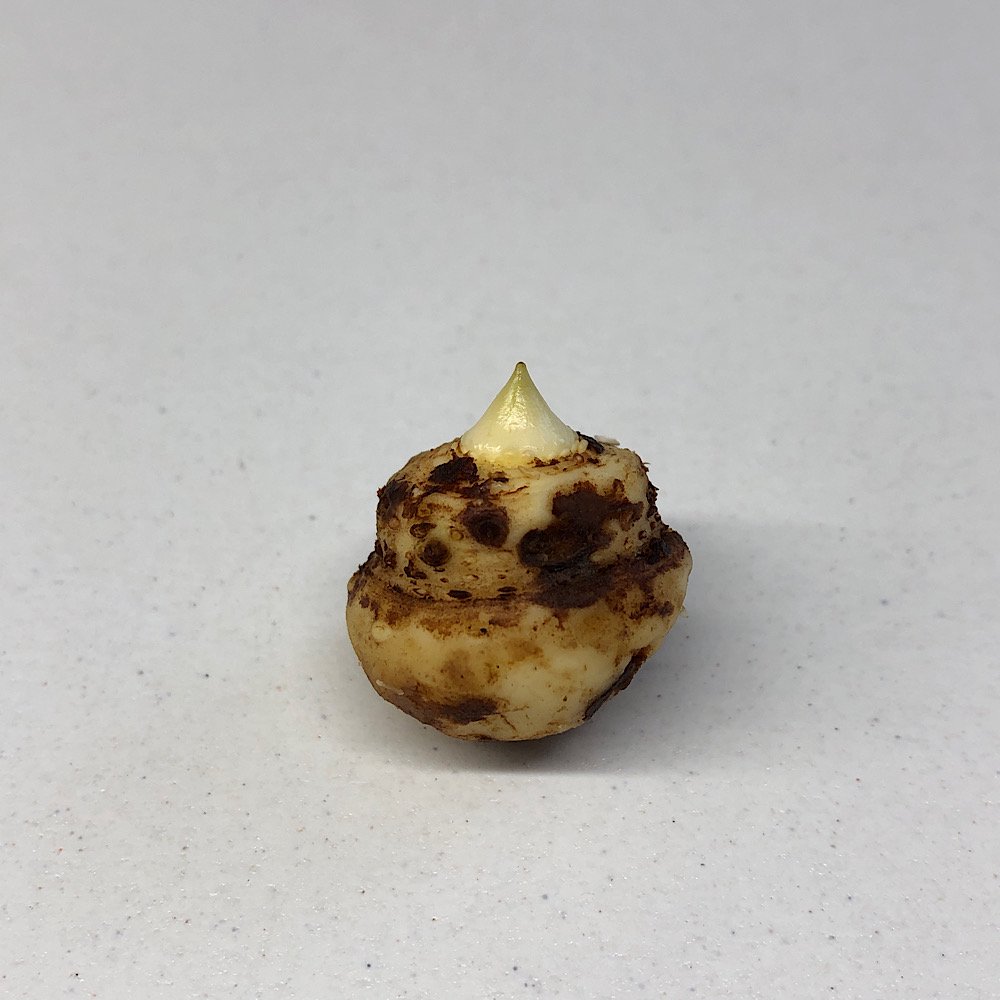 （山野草）テンナンショウ（天南星）シマテンナンショウ（島天南星）Ｍサイズ　１球入り　３号（１ポット）（休眠状態）　ＣＲＣ15―35―45―00―00