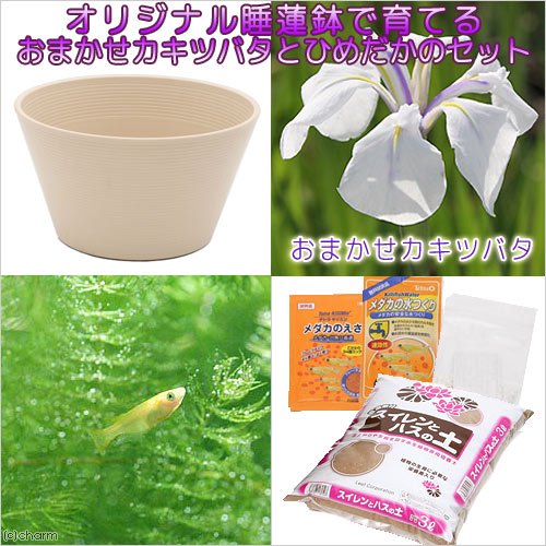 （ビオトープ）初心者向け　睡蓮鉢で育てる　メダカ飼育セット（ベージュ）カキツバタ＋ひめだか６匹　本州四国限定　飼育セット　レイアウト　メダカセット　ＣＲＣ15―10―39―00―00 5,125円