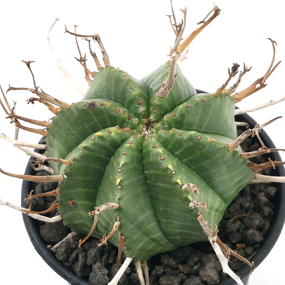 （多肉植物）ユーフォルビア　バリダ　３ー３．５号（１鉢）　ＣＲＣ15―60―60―00―00