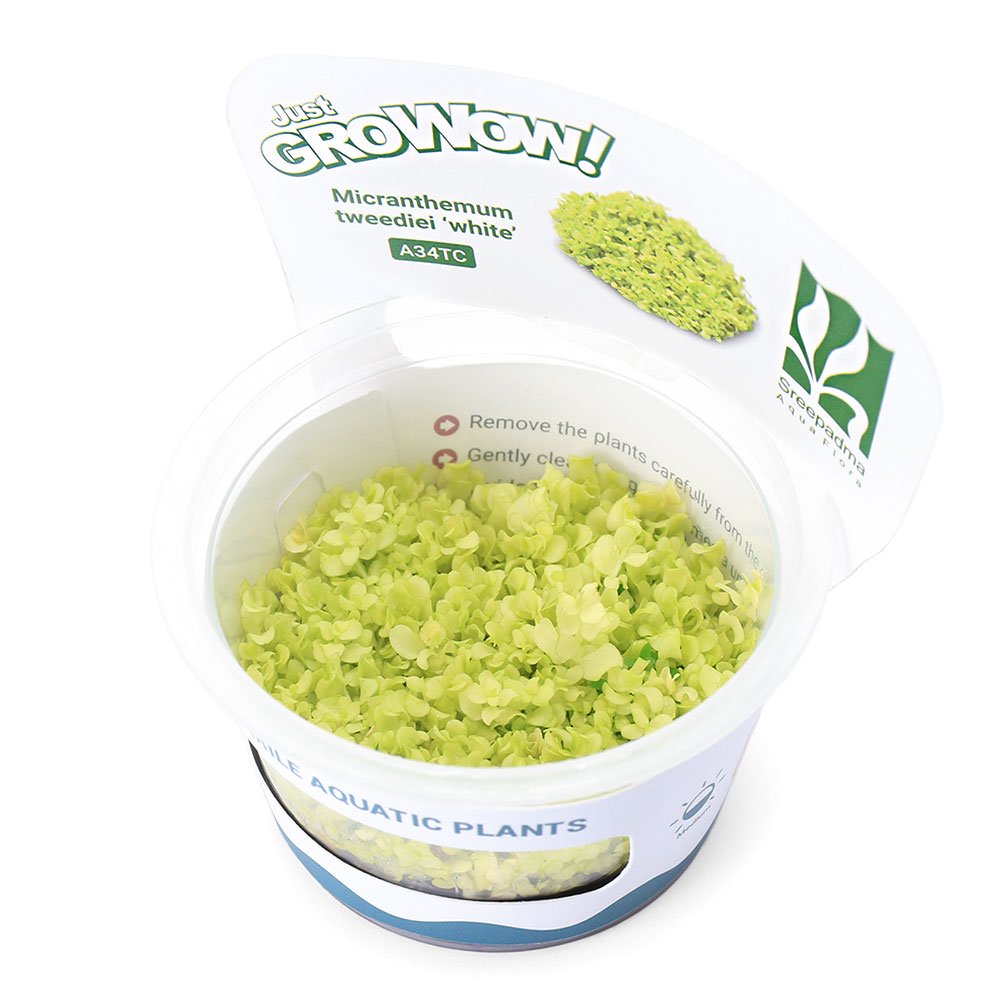 （水草）組織培養ＧＲＯＷＯＷ！　ホワイトニューラージパールグラス（無農薬）（１カップ）　ＣＲＣ12―50―10―00―00