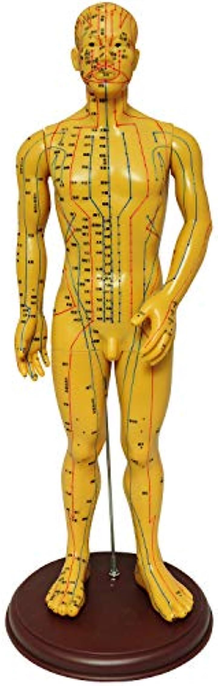 人体模型 ツボ 針灸 鍼灸経穴模型 経絡 モデル 整体 マッサージ 学習用 52.5cm 男性( 男性)