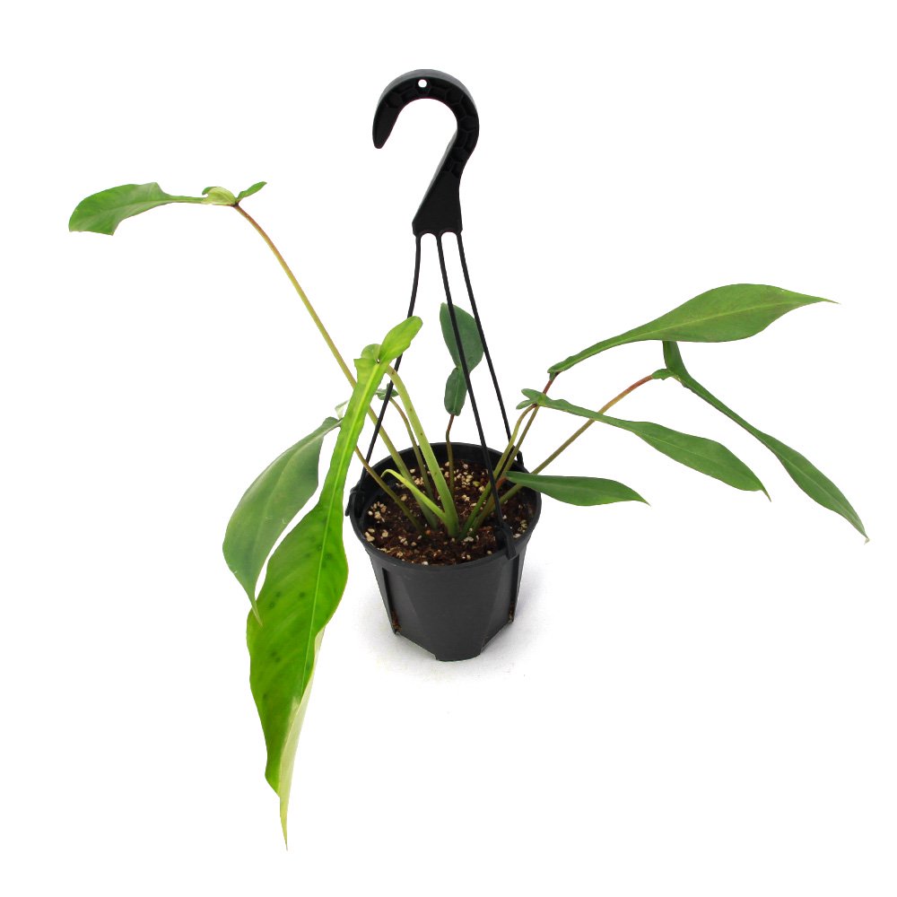 （観葉植物）フィロデンドロン　ジョーピー　５号　吊り鉢（１鉢）　ＣＲＣ15―30―10―20―00