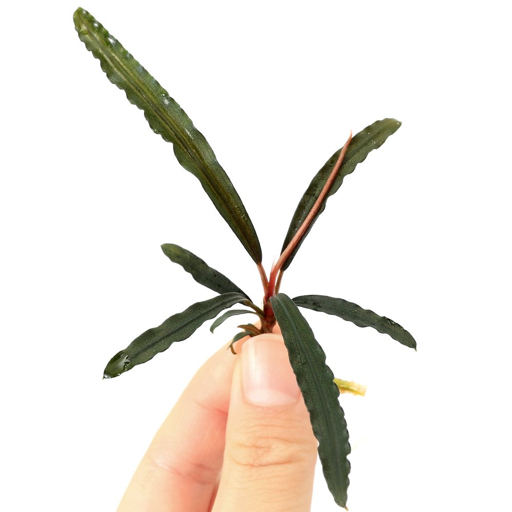 （水草）ブセファランドラｓｐ．クロコダイル（水上葉）（１株）　ＣＲＣ12―30―54―00―00