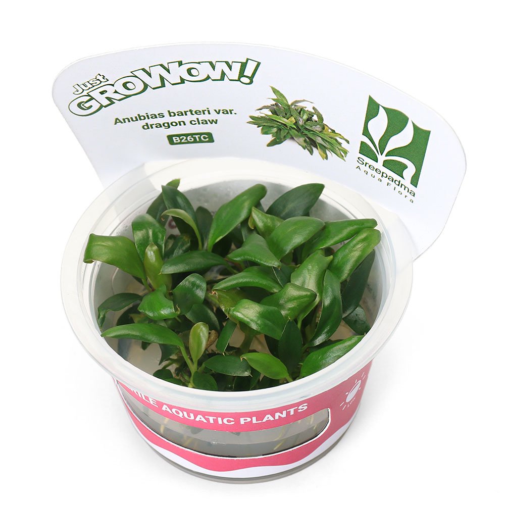 （水草）組織培養ＧＲＯＷＯＷ！　アヌビアス　ドラゴンクロー（無農薬）（１カップ）　ＣＲＣ12―50―30―00―00
