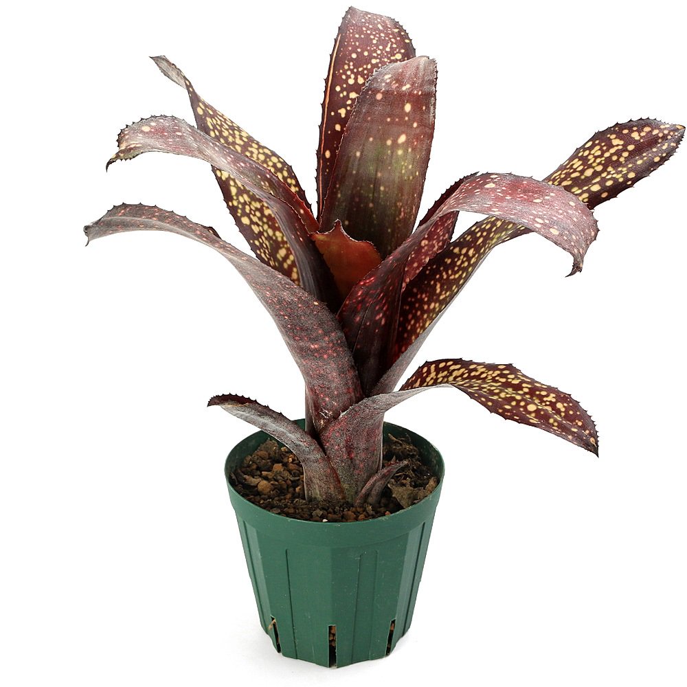 （観葉植物）ビルベルギア　マミーＢ　４号（１鉢）　ＣＲＣ15―30―20―22―00 4,842円