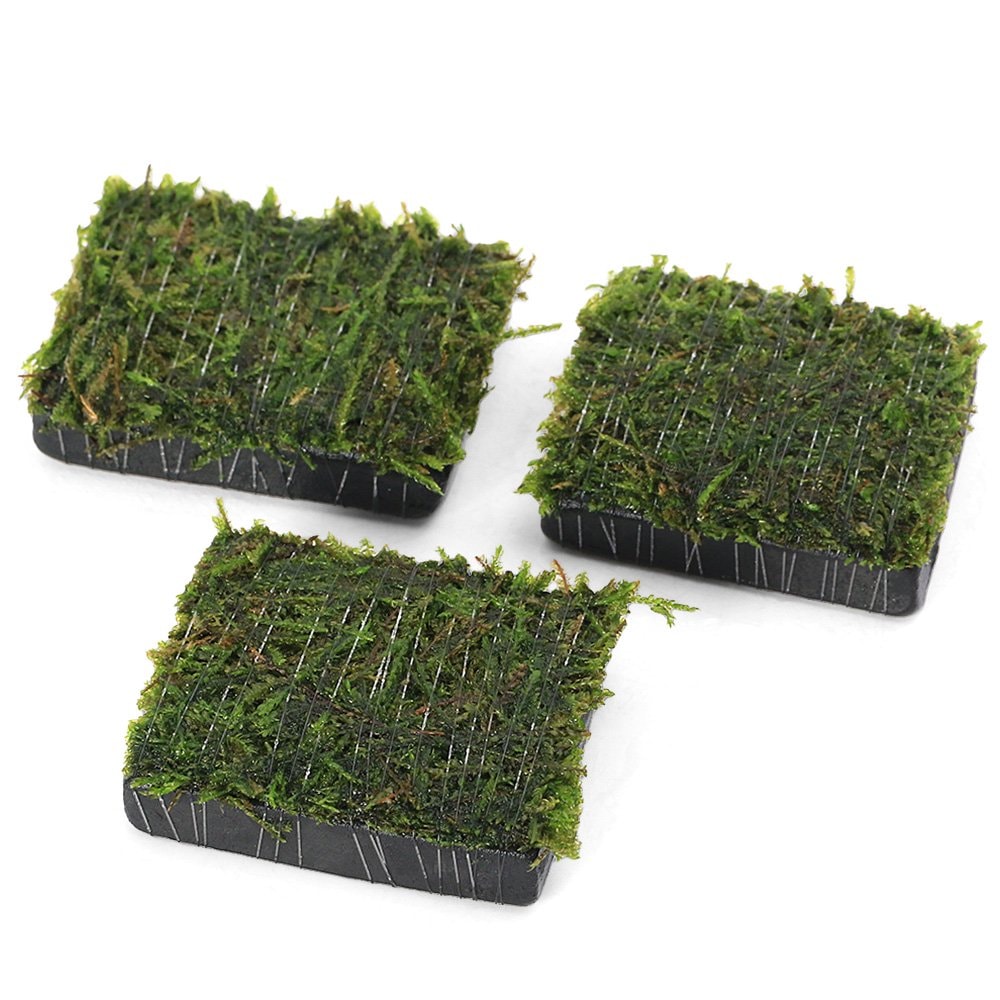 （水草）巻きたて　ウィローモス　炭板　小（水中葉）（無農薬）（３枚）　ＣＲＣ12―18―15―63―00