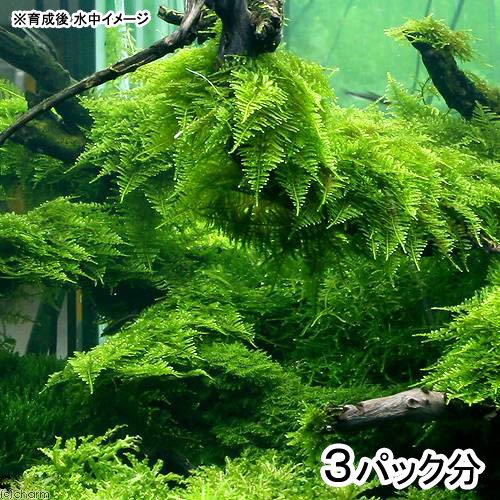 （水草）極　南米ウィローモス（水中葉）（無農薬）（３パック）　ＣＲＣ12―18―20―10―00