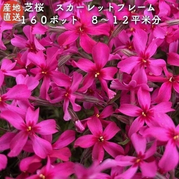 高品質 芝桜 スカーレットフレーム 赤色種 ９cmポット苗 １６０株 シバザク