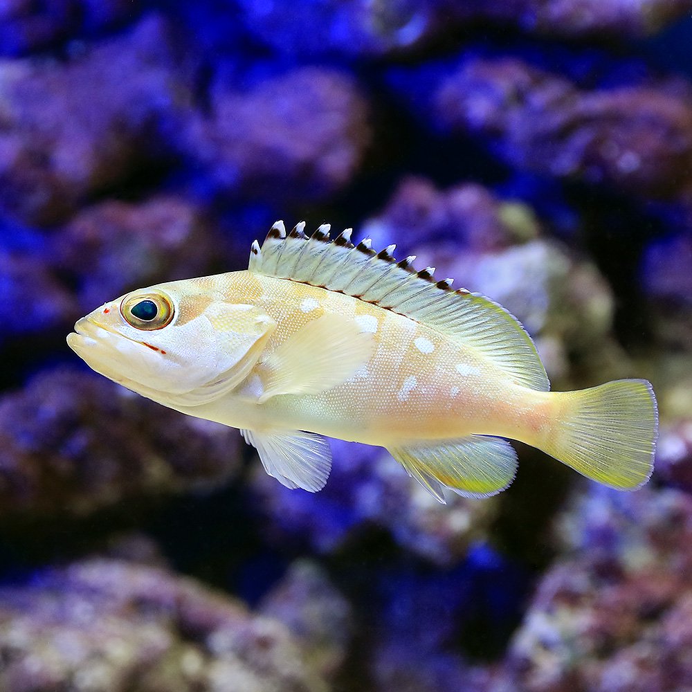 （海水魚）アカハタ（１匹）　北海道航空便要保温　ＣＲＣ26―30―22―00―00