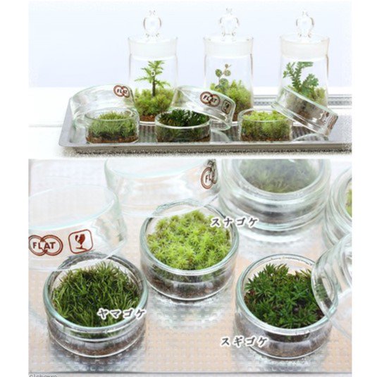 （観葉植物）苔テラリウム　育て方の説明書付き豪華１０点セット　植物の実験室（１セット）　ＣＲＣ15―70―40―00―00
