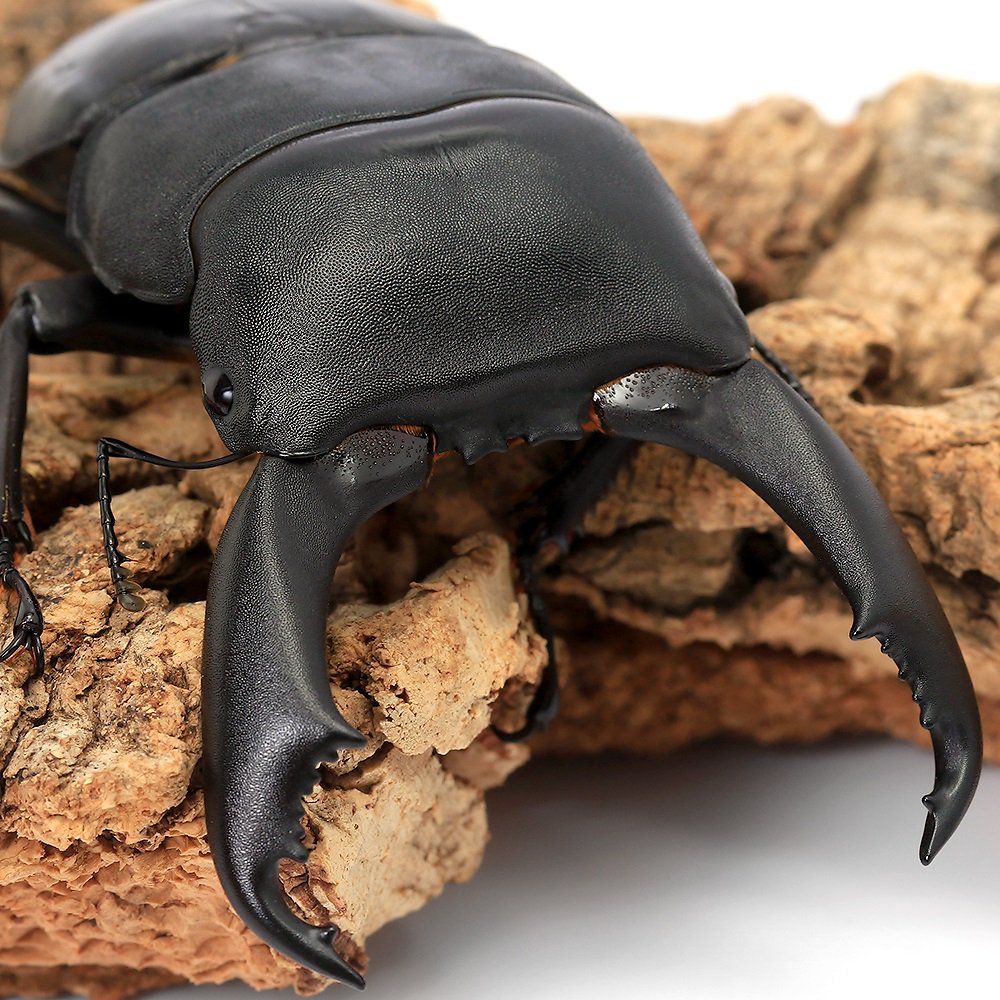 （昆虫）カマリネスオオヒラタクワガタ　南カマリネス産　成虫　９０ー９４ｍｍ（１ペア）　北海道・九州航空便要保温　ＣＲＣ18―25―20―30―10