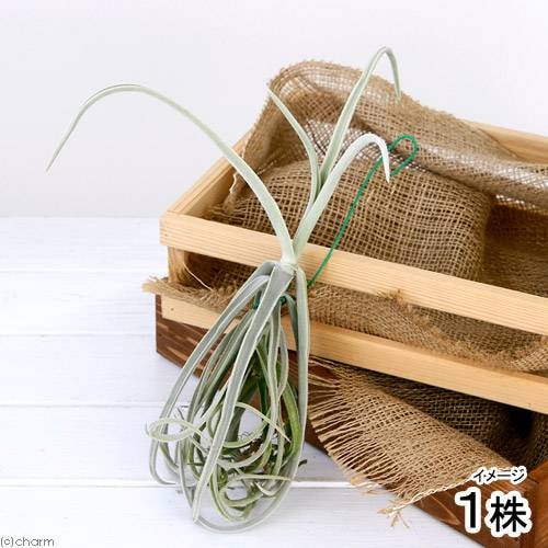 （観葉植物）エアープランツ　チランジア　ドーラティ　Ｍサイズ（１株）　ＣＲＣ15―50―10―00―00