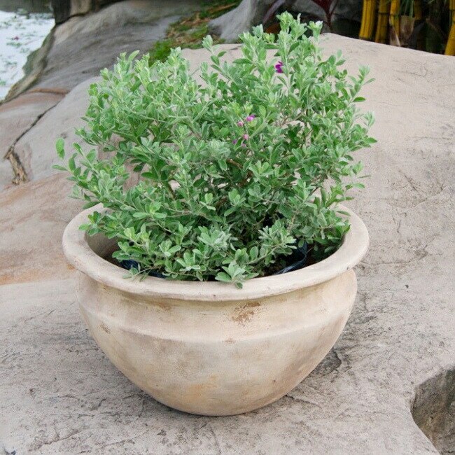 植木鉢 おしゃれ テラコッタ テラアストラベガローS 28cm 9号 底穴あり 浅鉢 プランター 鉢 観葉植物向け
