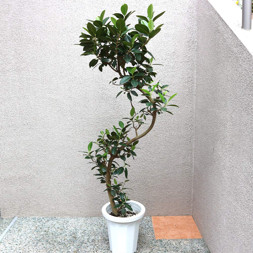 ＩＴＡＮＳＥ フランスゴム 観葉植物 大型 8号プラスチック鉢 品種で選べる観葉植物・リビングやオフィス向きサイズ 1個 ゴムの木の仲間です ゴムの木全般につけられた花言葉は 永久の幸せ です