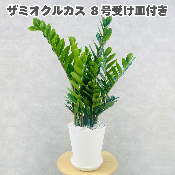 現品 観葉植物 ザミオクルカス ザミフォーリア 8号鉢苗 大型 金銭樹 zzプラント おしゃれな室内インテリア 風水 玄関 リビング トイレ 初心者にもおすすめ 簡単で育てやすい 耐陰性 部屋 屋外