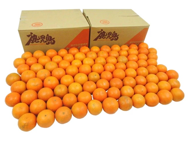 鹿児島産 =たんかん= 秀品 M/Lサイズ 約10kg 予約 2月中旬以降