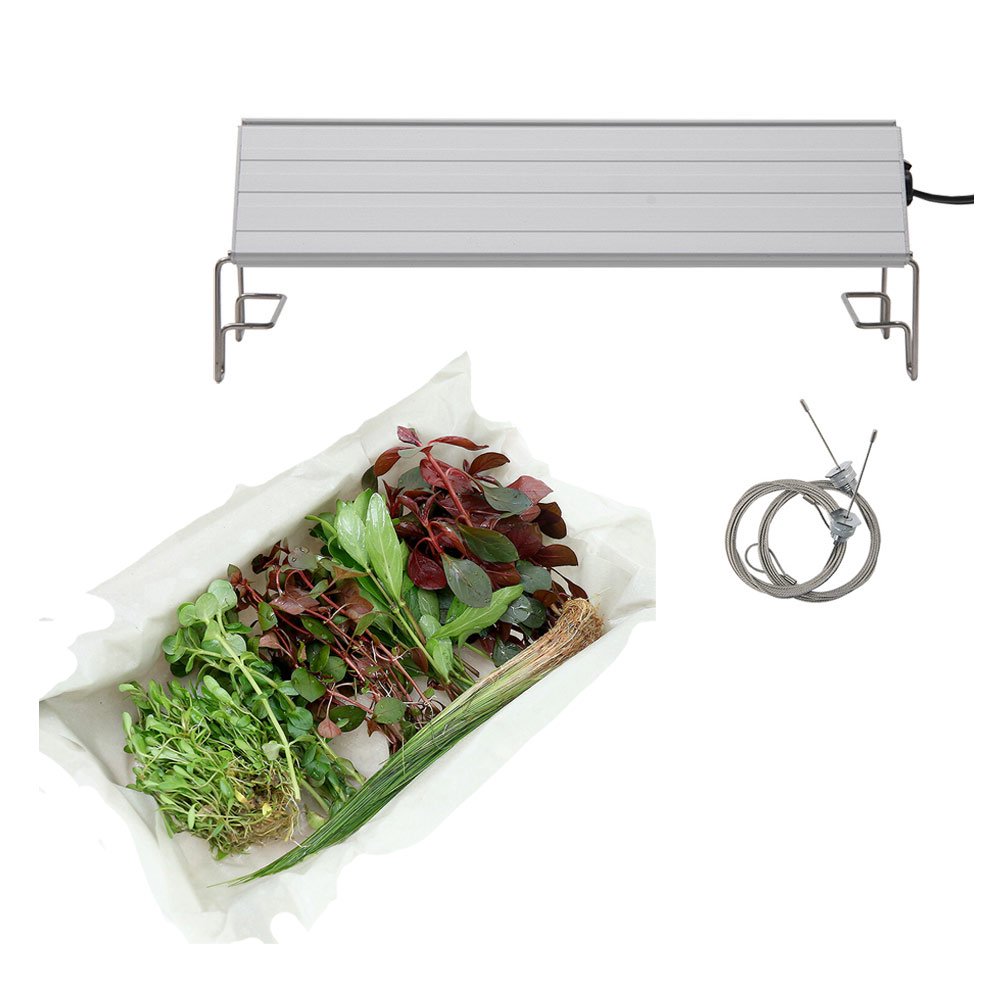 （水草）おまかせ水上葉レイアウトセット　６種（無農薬）＋アクロＬＥＤ　ＧＲＯＷ３００　３０ｃｍ水槽用　本州四国限定　ＣＲＣ10―15―10―20―40