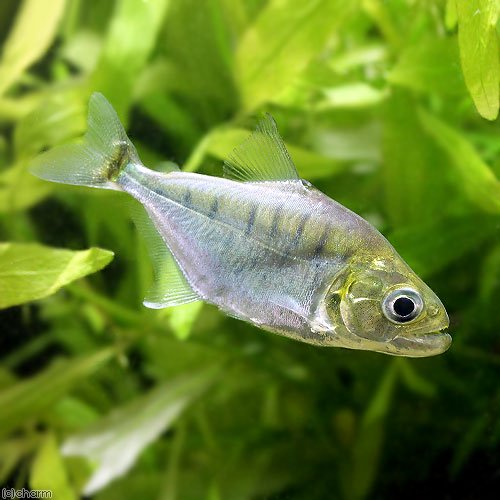 （熱帯魚）ピラニア・マニュエリ　シングー（ワイルド）（１匹）　北海道・九州航空便要保温　ＣＲＣ13―20―12―00―00