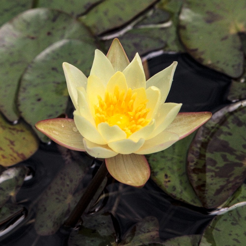 （ビオトープ）睡蓮　姫睡蓮（ヒメスイレン）　黄（３ポット）　ＣＲＣ15―10―14―00―00