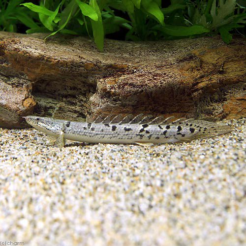 （熱帯魚）ポリプテルス・デルヘジィ（約１５ー２０ｃｍ）（ブリード）（１匹）　北海道・九州航空便要保温　ＣＲＣ13―56―20―00―00