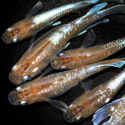 （めだか）朱光菊美人メダカ（１０匹） 菊間めだか] 朱光菊美人 5ペア