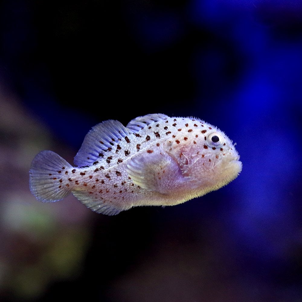 （海水魚）ダンゴオコゼ（１匹）　ＣＲＣ26―30―58―00―00