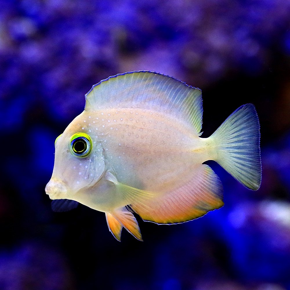 （海水魚）ファインスポットゴールドリングタン（１匹）　北海道航空便要保温　ＣＲＣ26―30―14―00―00