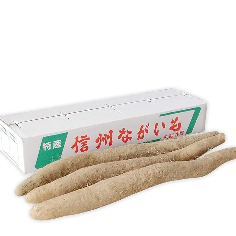 長芋 長いも 長野県産 5kg 国産 産地から採れたて ご自宅用 西村青果