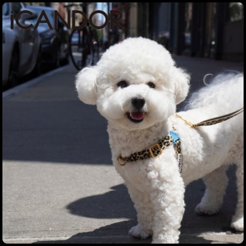 ペット ハーネス 犬 NO-PULL HARNESS_LEOPARD かわいい 韓国人気