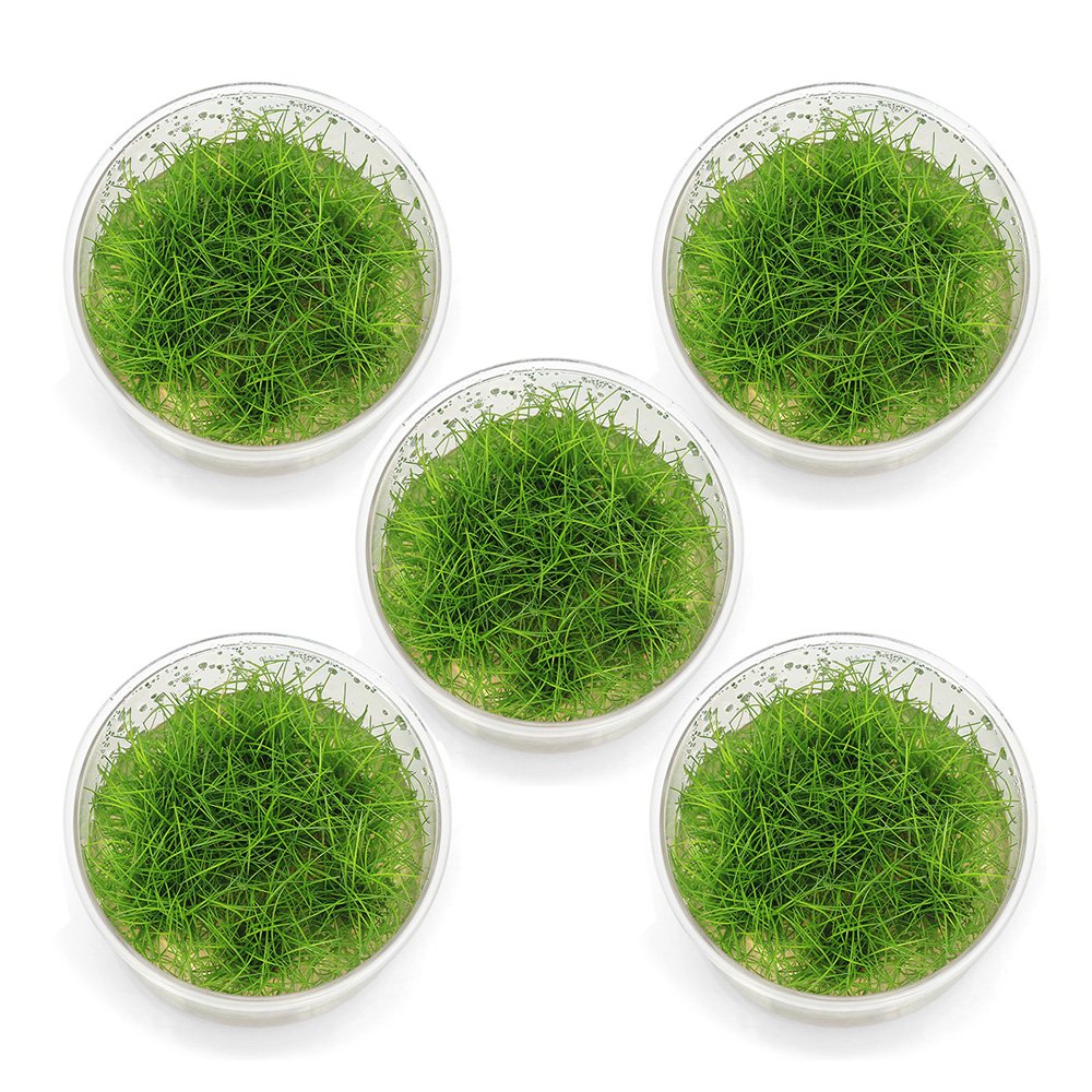 （水草）組織培養　ヘアーグラスショート（無農薬）（５カップ）　ＣＲＣ12―50―10―00―00