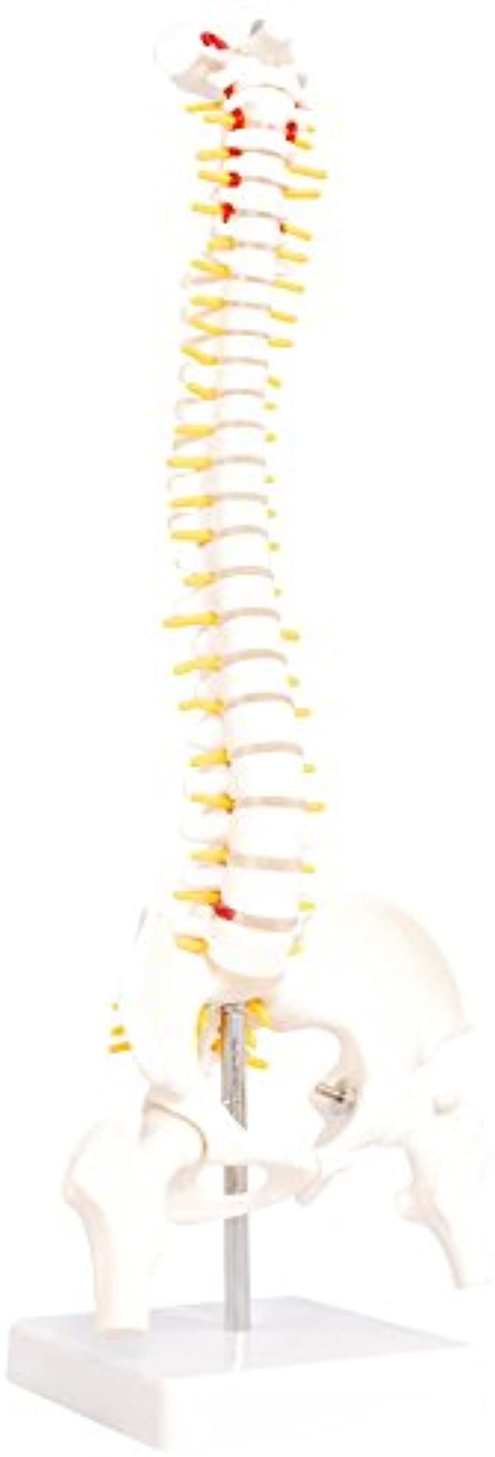人体模型 脊椎骨盤模型 脊柱 脊髄 背骨 腰椎 股 関 節 1/2 モデル あり(股 関 節 あり) 4,766円