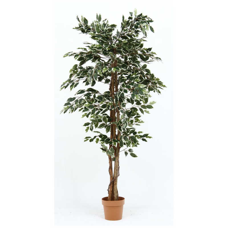 不二貿易 観葉植物 フィカス 1124 B 52664