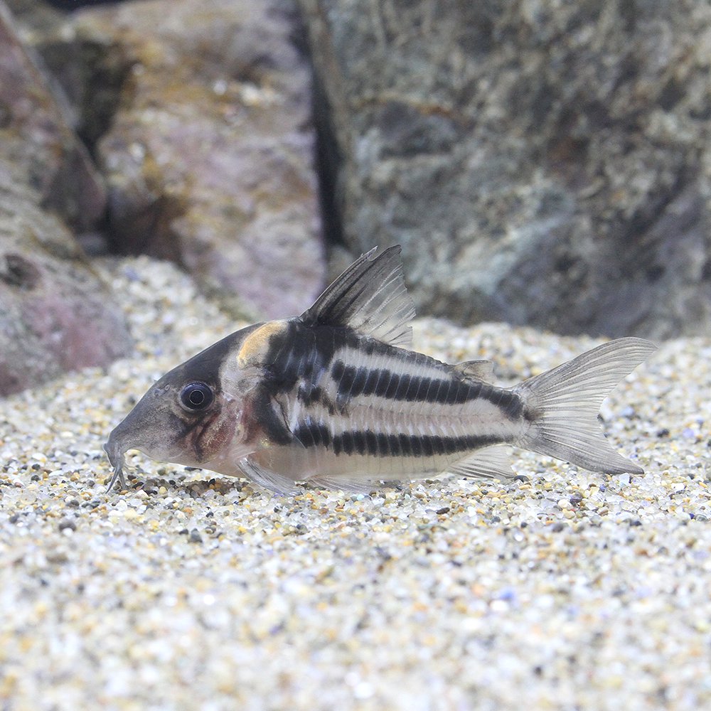 （熱帯魚）コリドラス・ビファシアータス　パラタイプ（ワイルド）（１匹）　北海道航空便要保温　ＣＲＣ13―36―50―00―00