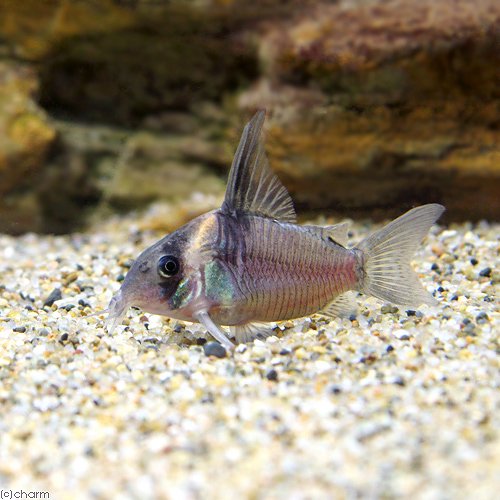 （熱帯魚）コリドラス・レセックス（ワイルド）（１匹）　北海道航空便要保温　ＣＲＣ13―36―20―00―00 5,164円