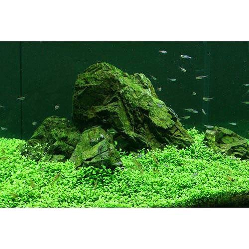 （水草）グロッソスティグマ（水中葉）（無農薬）（５パック分）　ＣＲＣ12―30―43―00―00