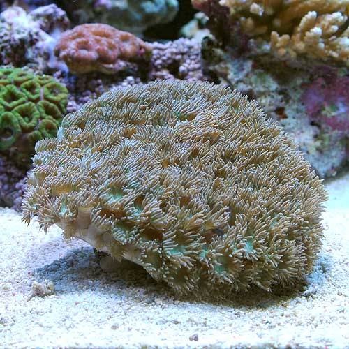 （サンゴ）オオスリバチサンゴ　おまかせカラー　Ｍサイズ（１個）　ｙ－１５　北海道・九州航空便要保温　ＣＲＣ26―50―40―30―60