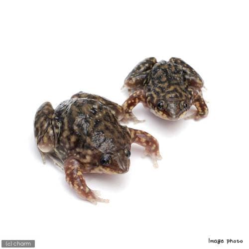 （両生類）マダラアナホリガエル　ＷＣ個体（１匹）　ＣＲＣ17―05―35―40―00 6,358円