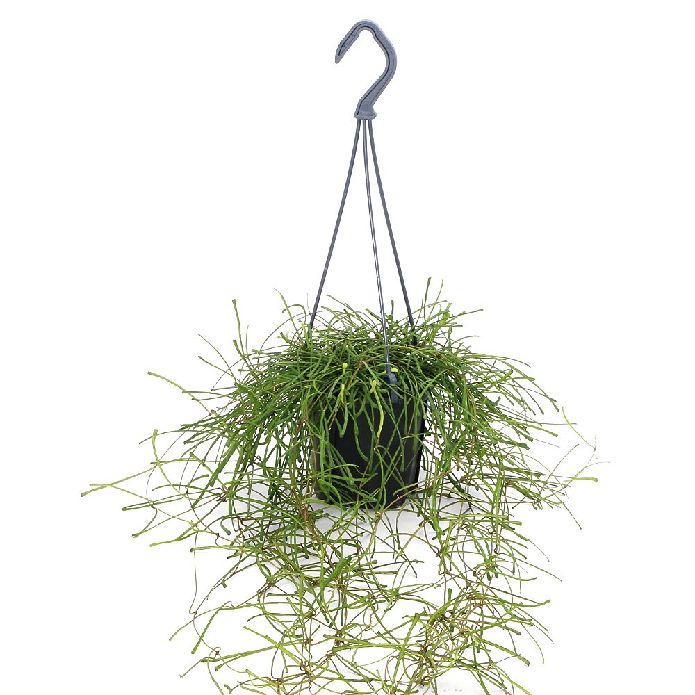 （観葉植物）ホヤ　レッツーサ　４号　吊り鉢（１鉢）　ＣＲＣ15―30―20―36―00