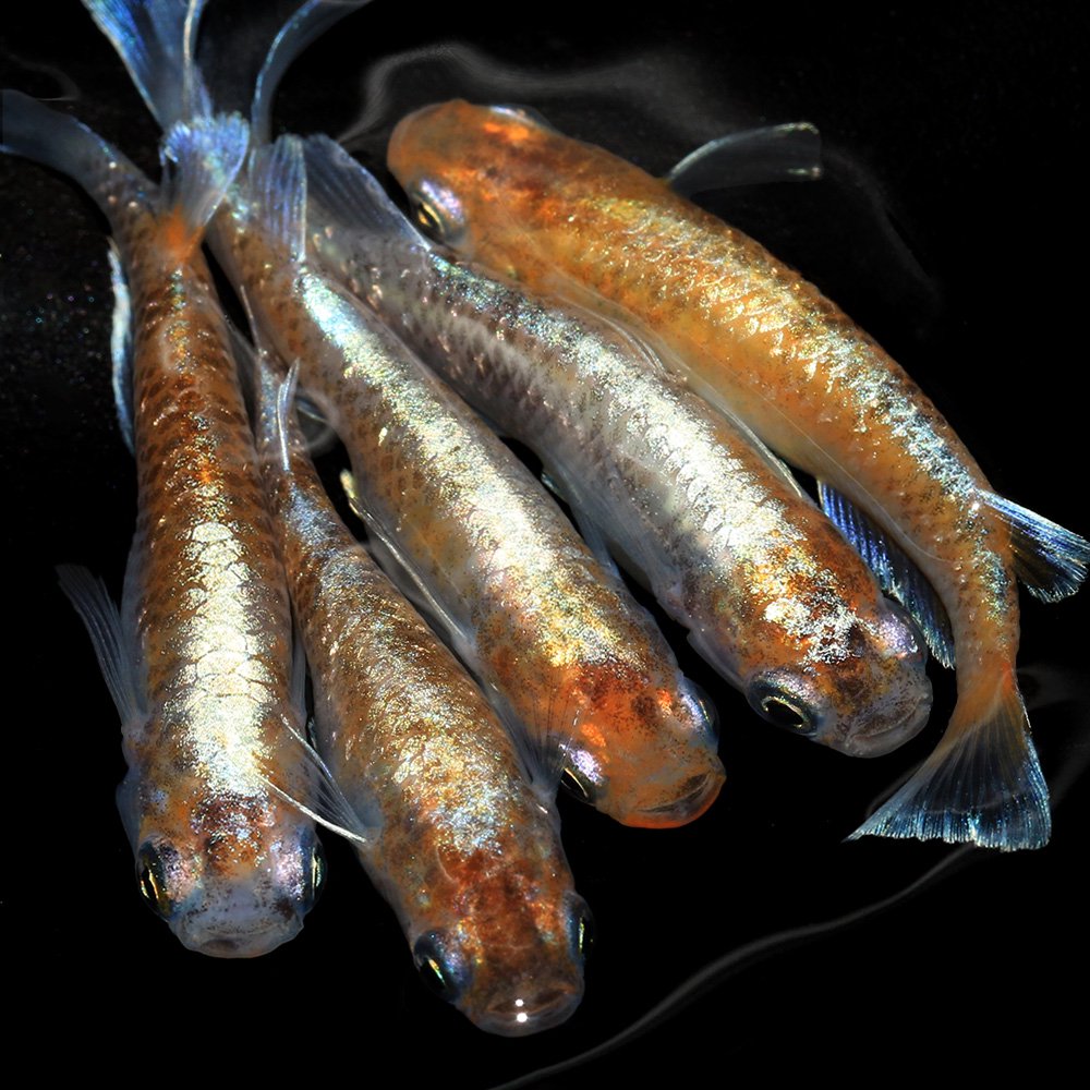 （めだか）スーパー銀鱗メダカ（１０匹）　ＣＲＣ60―20―22―70―20