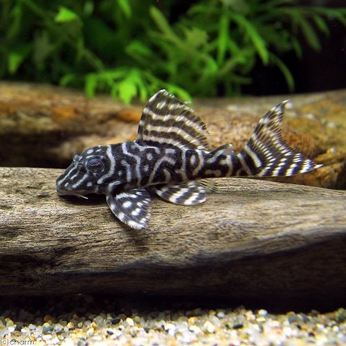 （熱帯魚）キングロイヤル・ペコルティア　Ｍサイズ（ワイルド）（１匹）　北海道航空便要保温　ＣＲＣ13―44―20―00―00 10,521円