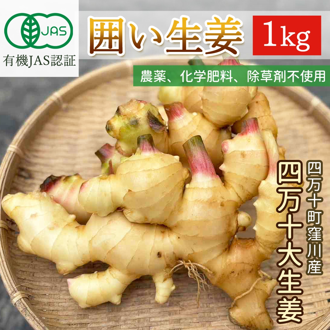 窪川産直 有機JAS 囲い生姜 1kg みよしファーム 囲生姜 洗い 生姜 四万十 大生姜 有機栽培 有機生姜 高知産 国産 オーガニック しょうが 四万十町 窪川 高知県産 産地直送