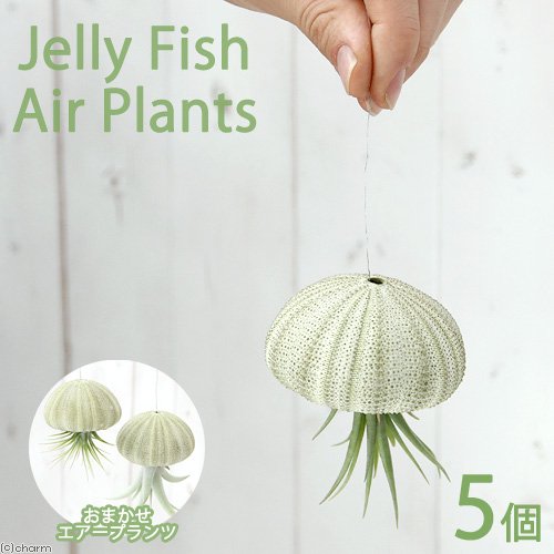 （観葉植物）ジェリーフィッシュエアープランツ　品種おまかせ　グリーンシーアーチン（５個）　ＣＲＣ15―50―20―00―00 4,876円